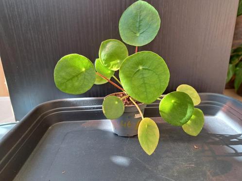 Pannekoekeplant nr 46, Huis en Inrichting, Kamerplanten, Ophalen