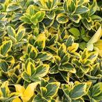 Euonymus, Tuin en Terras, Ophalen