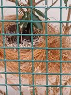 Bichenow, Dieren en Toebehoren, Geslacht onbekend, Tropenvogel