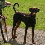 Dobermann puppy, België, Fokker | Hobbymatig, 15 weken tot 1 jaar, CDV (hondenziekte)