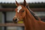 Hengsten pony veulen, Dieren en Toebehoren, Paarden, Hengst