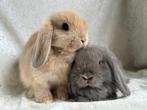 Zeldzaam mooi zeer lief handtam Koppeltje MINILOP konijntjes, Dieren en Toebehoren, Konijnen, Meerdere dieren, Klein, Hangoor