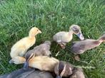 Indische loopeend kuikens, Dieren en Toebehoren, Pluimvee