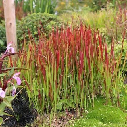 Imperata red baron, Tuin en Terras, Planten | Tuinplanten, Ophalen