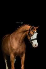 Mooie welsh sectie B merrie 1.35cm groot, Animaux & Accessoires, Poneys, Jument, B