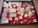 x doos gefossilliseerde schelpen, Verzamelen, Schelp(en), Ophalen of Verzenden