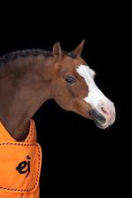 Knappe B pony 17 jaar, Animaux & Accessoires, Poneys, Jument, M, Vermifugé, Poney B (1.17 m à 1.27 m)