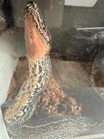 Luipaardboa, Dieren en Toebehoren, Reptielen en Amfibieën