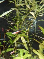 Kardinaal tetra's, Dieren en Toebehoren, Vissen | Aquariumvissen