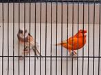 Canari à vendre, Dieren en Toebehoren, Vogels | Kanaries, Postuurkanarie