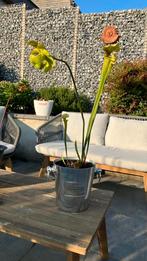 Sarracenia trompetbekerplant, Ophalen, Volle zon, Vaste plant, Zomer