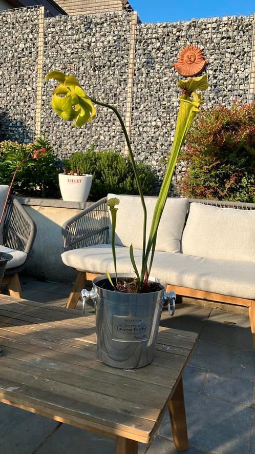 Sarracenia trompetbekerplant, Tuin en Terras, Planten | Tuinplanten, Vaste plant, Vijverplanten, Volle zon, Zomer, Ophalen