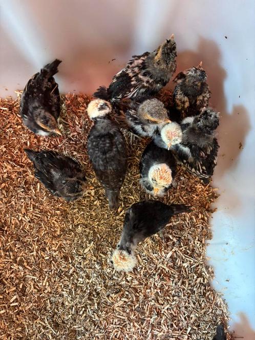 Nederlandse witkuif kuikens te koop, Dieren en Toebehoren, Pluimvee, Kip, Meerdere dieren