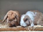 2 super lieve handtamme konijntjes, Mannelijk, Klein, Hangoor, 0 tot 2 jaar