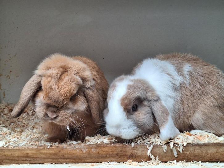 2 super lieve handtamme konijntjes, Dieren en Toebehoren, Konijnen, Klein, Mannelijk, 0 tot 2 jaar, Hangoor