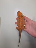 Prachtige high red blue bar leatherback baardagaam, Dieren en Toebehoren, Reptielen en Amfibieën, Amfibie