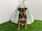 Pinscher puberpups, Dieren en Toebehoren, Honden | Bulldogs, Pinschers en Molossers, België, 8 tot 15 weken, CDV (hondenziekte)