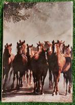 Boek Onze paarden Artis Historia, Boeken, Dieren en Huisdieren, Ophalen of Verzenden, Zo goed als nieuw, Artis Historia, Paarden of Pony's