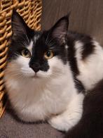 Mainecoon, Poes, Gechipt, 0 tot 2 jaar