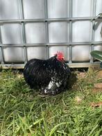 Mooie cochinkriel zwart witgepareld fokhaan, Dieren en Toebehoren, Pluimvee, Mannelijk, Kip