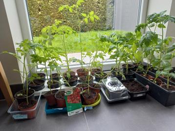 Tomatenplanten- kerstomaat beschikbaar voor biedingen