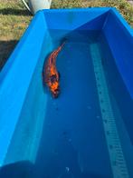 Japanse koi Kin Matsuba 52cm, Dieren en Toebehoren