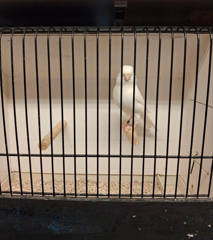 Mooie witte en split voor wit, Dieren en Toebehoren, Vogels | Kanaries, Kleurkanarie, Meerdere dieren