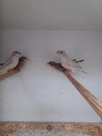 BANDVINKEN OPAAL, Dieren en Toebehoren, Geringd