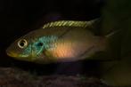 Benitochromis finleyi 'Mungo' wild, Dieren en Toebehoren, Vis