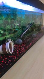 500 L, Dieren en Toebehoren, Vis, Zoetwatervis