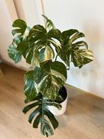 Grote monstera variegata, Huis en Inrichting, Kamerplanten, Ophalen