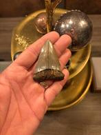 Zeer grote fossiele haaientand uit Antwerpen (België), Verzamelen, Ophalen of Verzenden