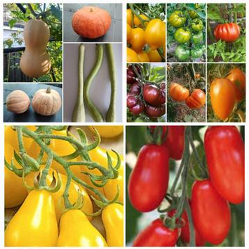 Laatste pompoen/butternoten/courgettes/tomaten/chiliplanten beschikbaar voor biedingen