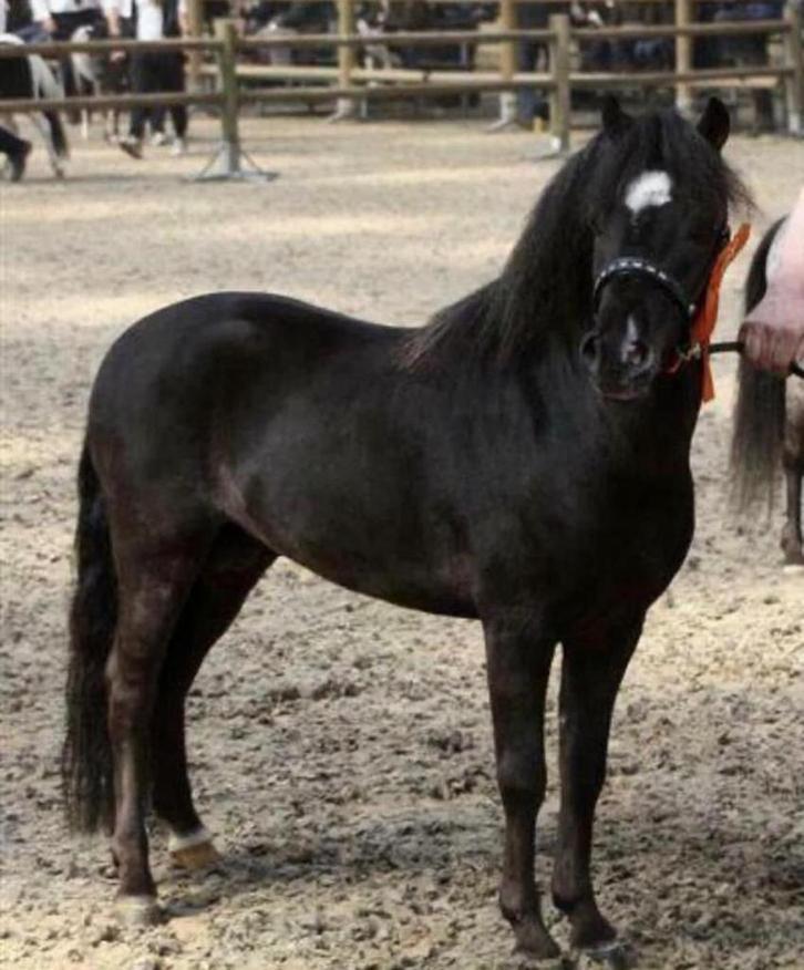 Nmprs levensgoedgekeurde 3*dekhengst, Dieren en Toebehoren, Pony's, Hengst