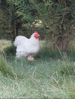 Cochin kriel  haan, Dieren en Toebehoren, Pluimvee, Mannelijk, Kip