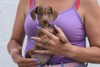 Dwerg teckel pups kies hier uw favoriete kleurtje 💙🧡🤎 🖤, België, 8 tot 15 weken, Korthaar, Dwerg
