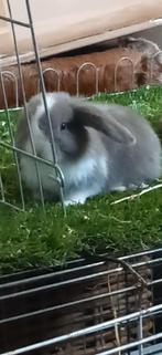 Zeer mooi minilop ramelaartje, Dieren en Toebehoren, Konijnen, Mannelijk, Klein, Hangoor, 0 tot 2 jaar