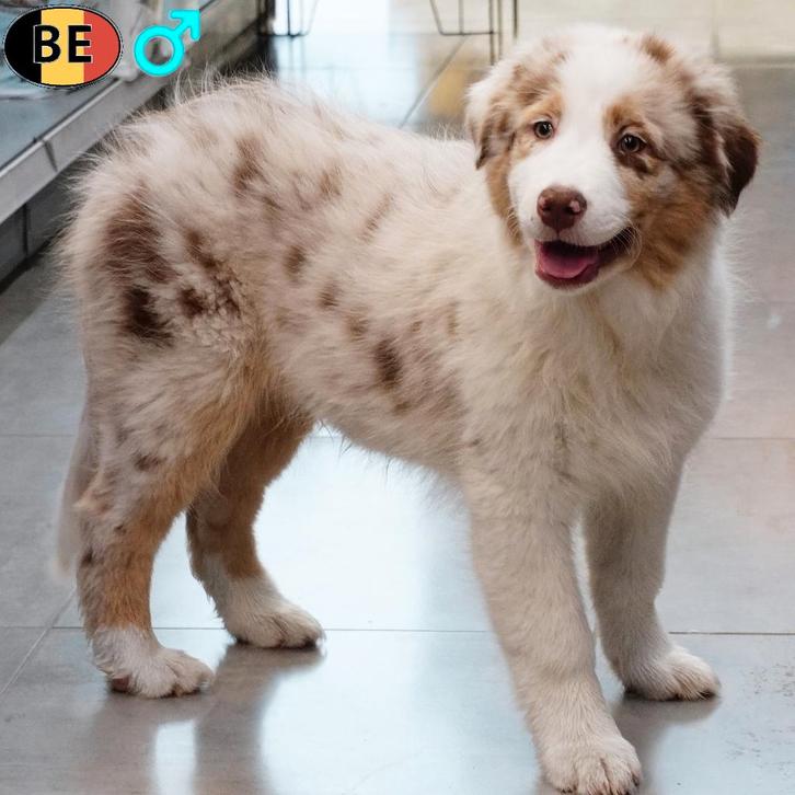 Australische Herder (reuen) Belgische pups te koop, Dieren en Toebehoren, Honden | Herdershonden en Veedrijvers, Reu, Overige rassen