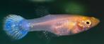 Guppy Snow white, Vis, Zoetwatervis