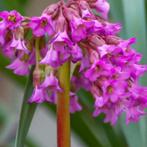 1 bergenia in pot  , bladhoudend, Tuin en Terras, Ophalen, Vaste plant