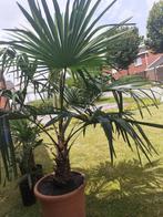 Palmbomen,palmboom,trachycarpus fortunei, Palmier, Enlèvement ou Envoi