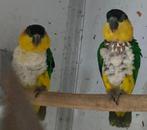Pallida caique's, Dieren en Toebehoren, Vogels | Parkieten en Papegaaien, Meerdere dieren, Papegaai, Geringd