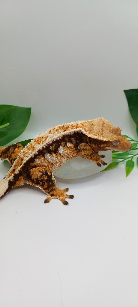 Bewezen Tricolor Emptyback wimpergekko vrouw, Animaux & Accessoires, Reptiles & Amphibiens, Lézard, 3 à 6 ans, Domestique