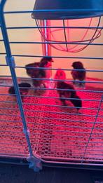 Brahma kuikens 7,5€stuk, Dieren en Toebehoren, Geslacht onbekend, Kip