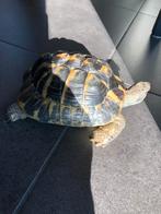 Tijdelijk opvang landschildpad, Dieren en Toebehoren, Schildpad