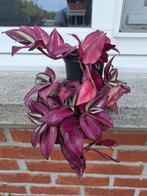 Mooie tradescantia's, Huis en Inrichting, Woonaccessoires | Kunstplanten en Kunstbloemen, Ophalen, Zo goed als nieuw