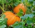 Mooie bio  pompoenen  hoge pompoenen pompoen, Ophalen