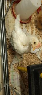 Haan witte Leghorn, Mannelijk, Kip