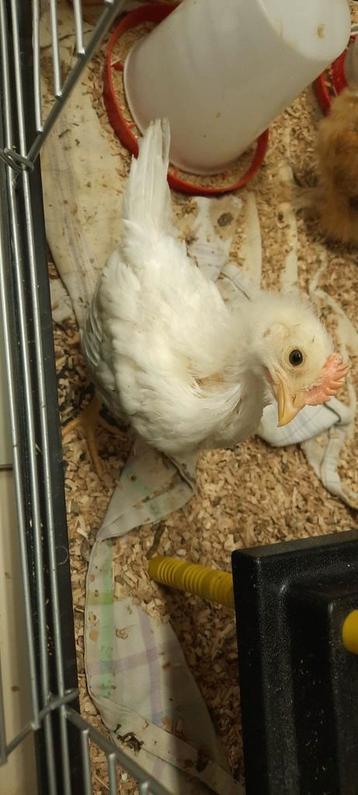 Haan witte Leghorn beschikbaar voor biedingen