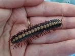Coromus vittutas millipede, Dieren en Toebehoren, Insecten en Spinnen